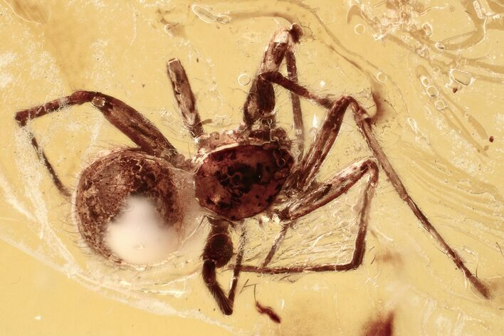 Detailed Fossil Spider (Araneae) In Baltic Amber #372555